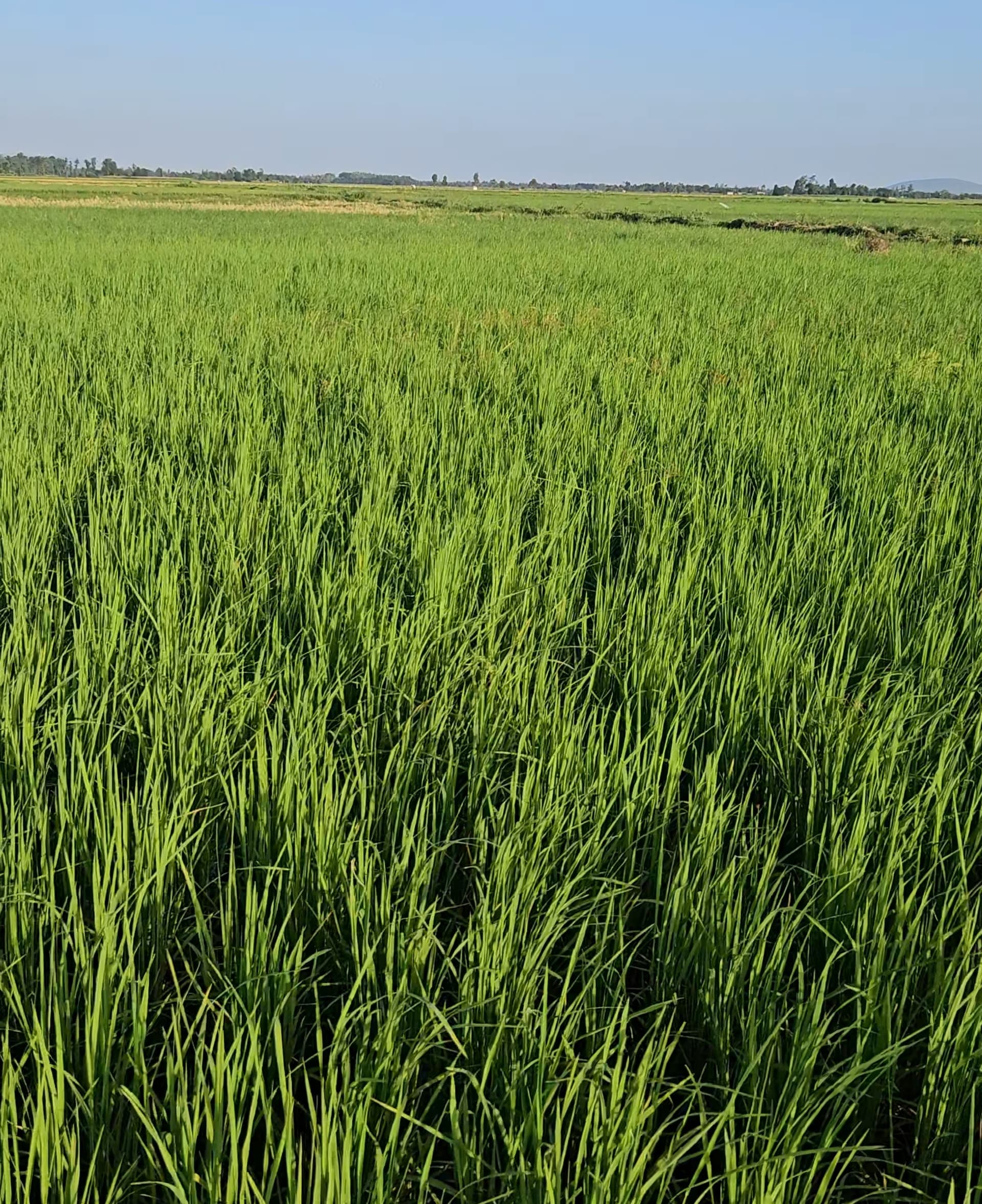 green-rice.jpg
